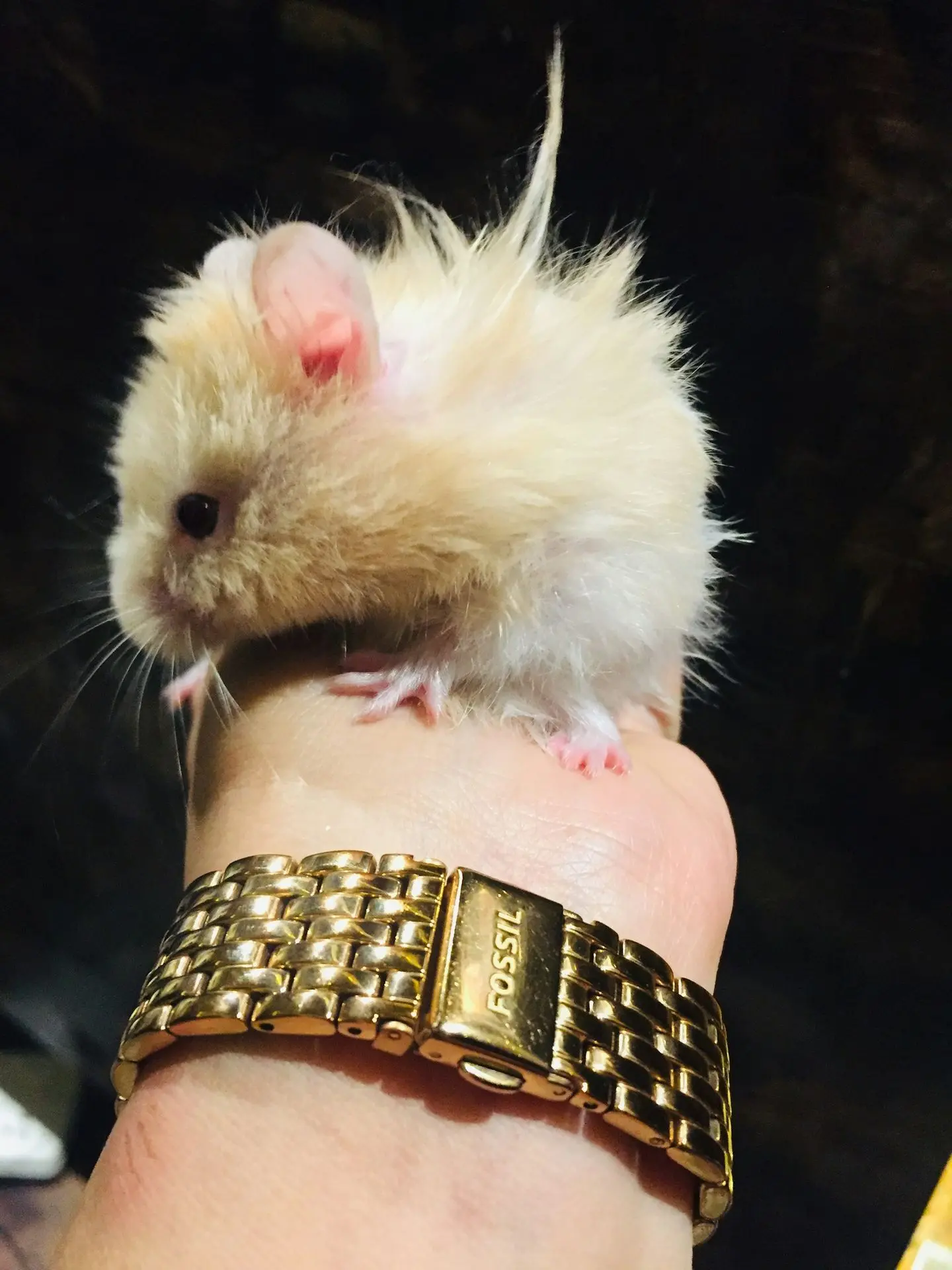 white and yellow chick on persons hand