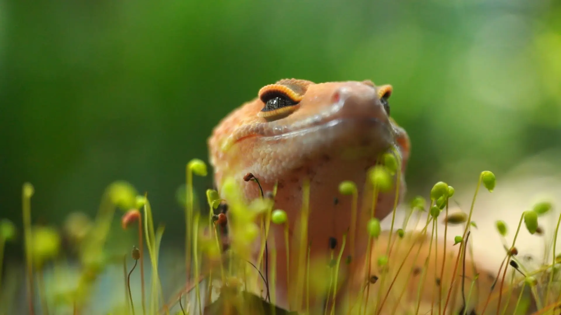 A close up of a reptile in a field of grass